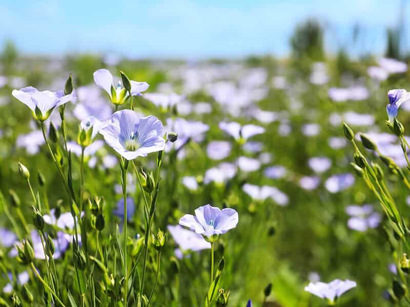 Flax Flower