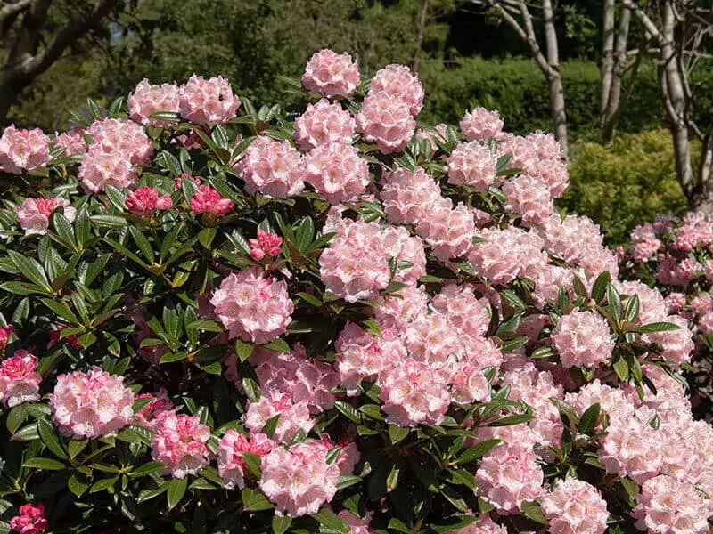 Flowering Shrubs