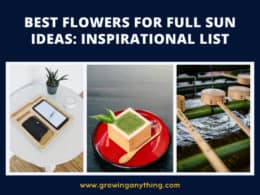 Flowers For Full Sun Ideas
