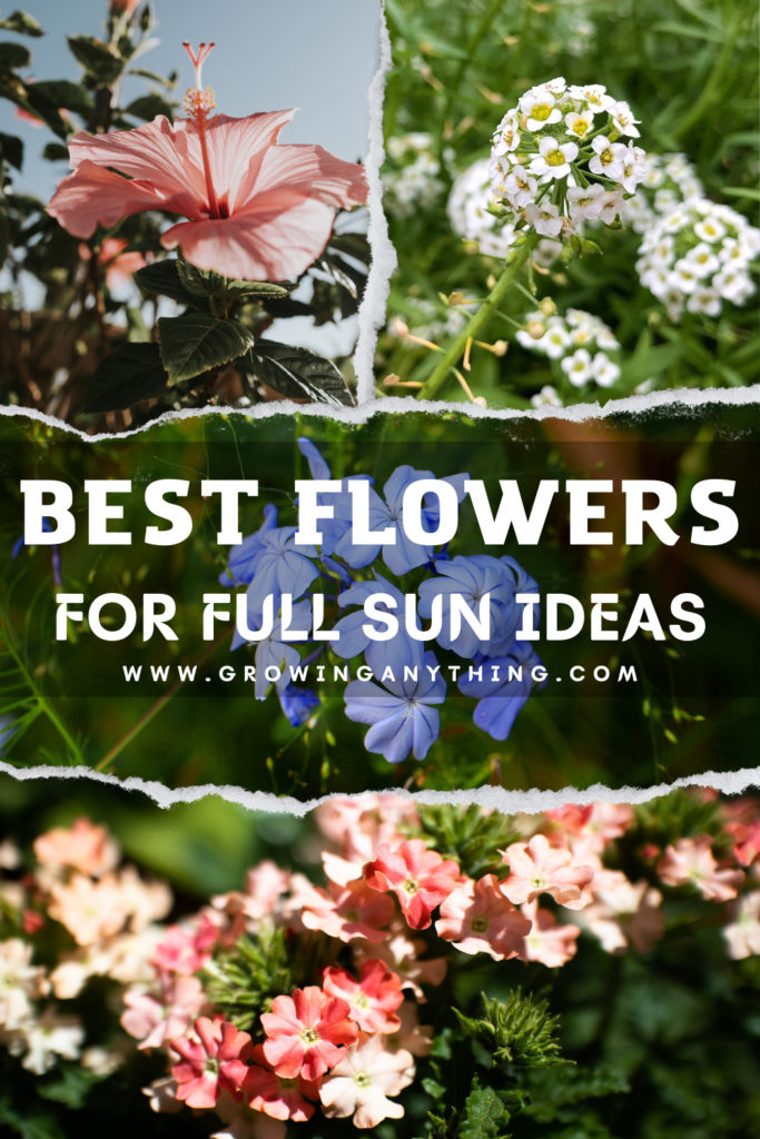 Flowers For Full Sun Ideas