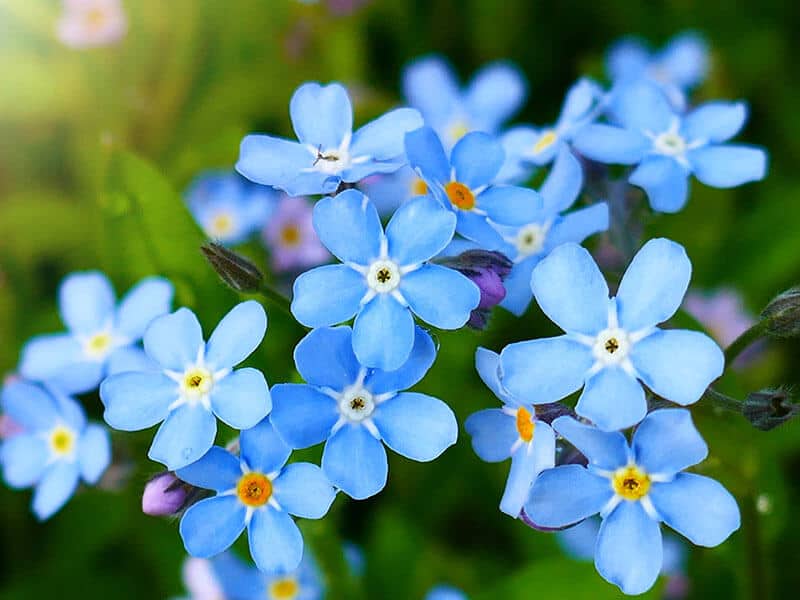 Forget Me Not