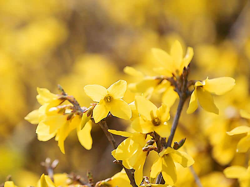 Forsythia Flower