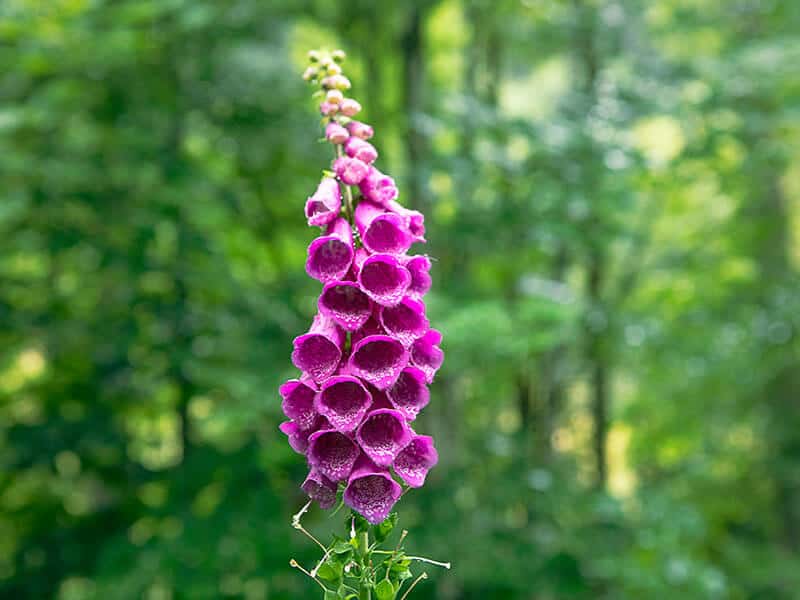 Foxglove Flower