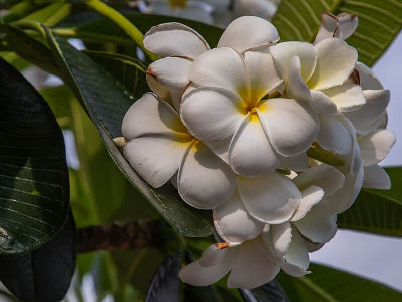 Frangipani Flower