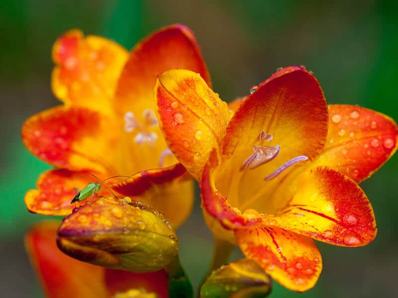 Freesia Flowers