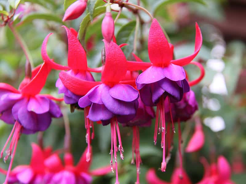 Fuschia Purple