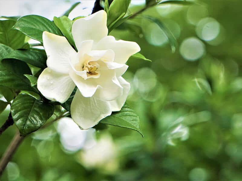 Gardenia Flower