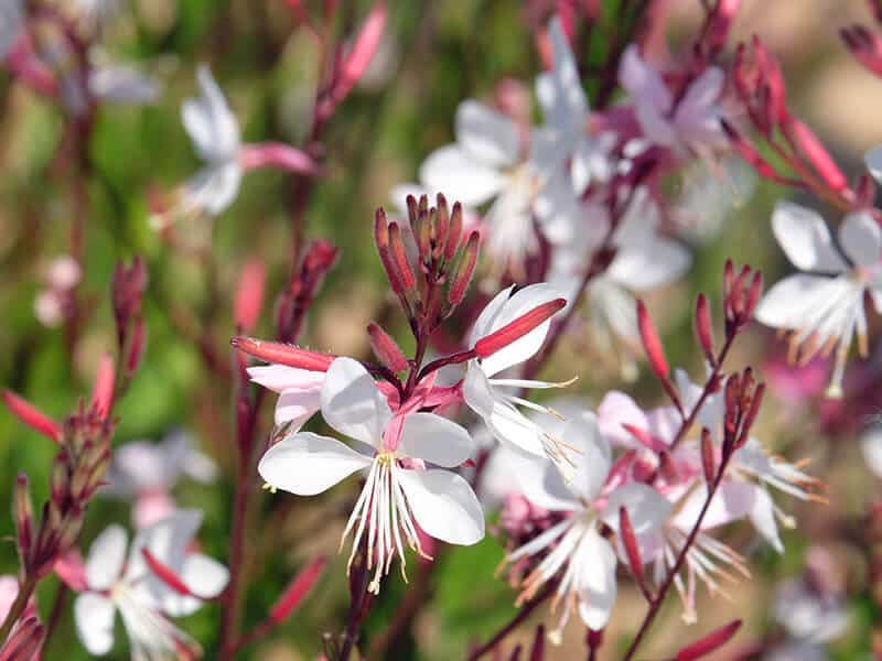 Gaura Lindheimeri