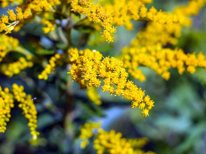 Goldenrod Yellow