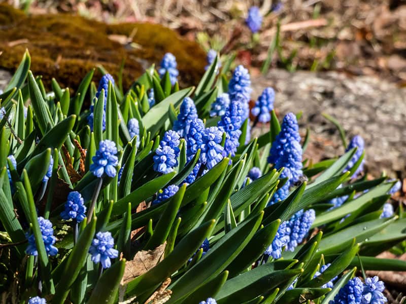 Grape Hyacinth