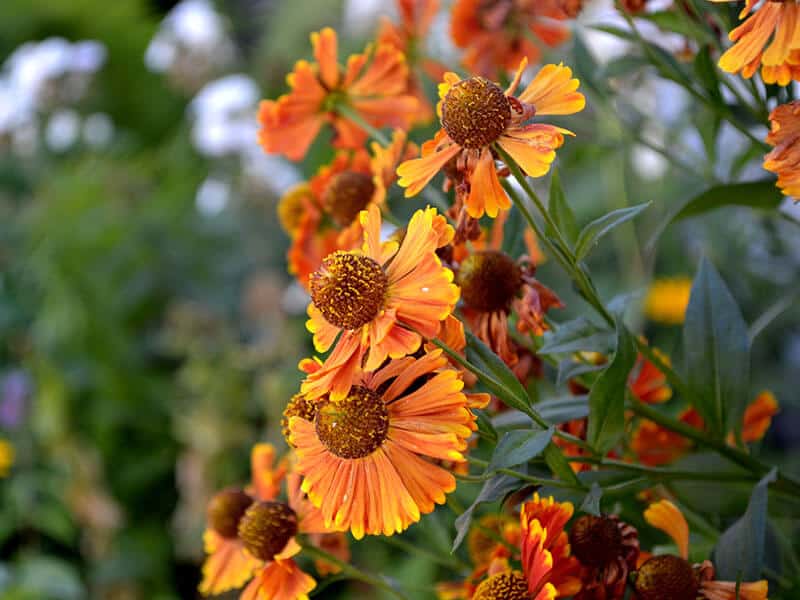 Helenium Autumnale