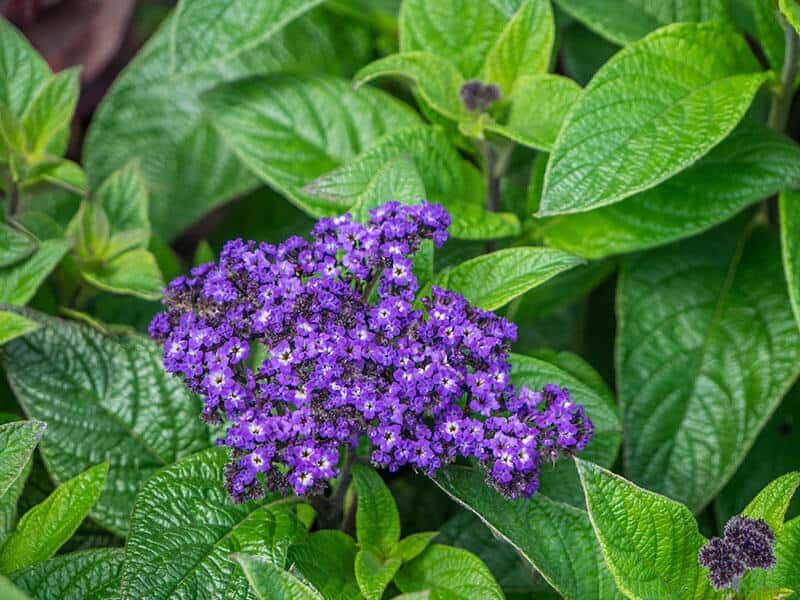 Heliotrope Arborescens