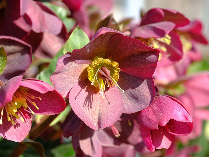 Hellebore Purple