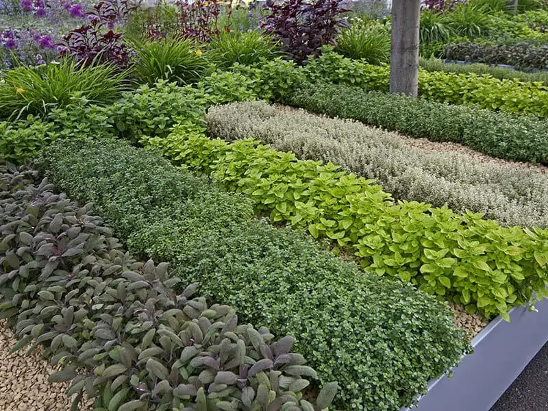 Herb Gardens