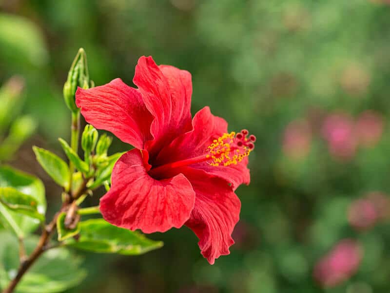 Hibiscus Flower