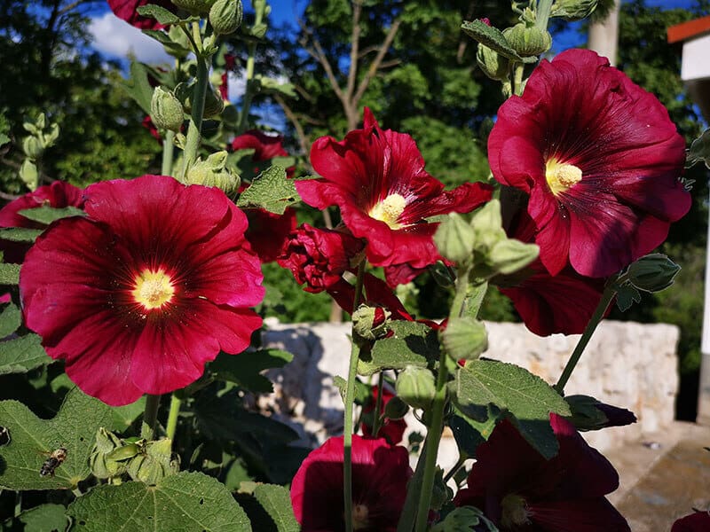 Hollyhock Flower