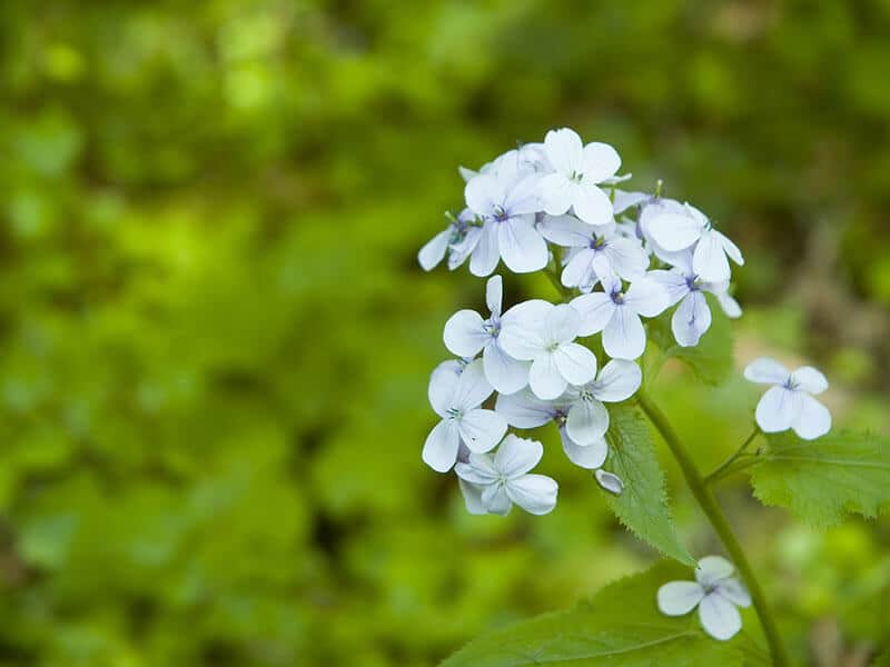 Honesty Flower