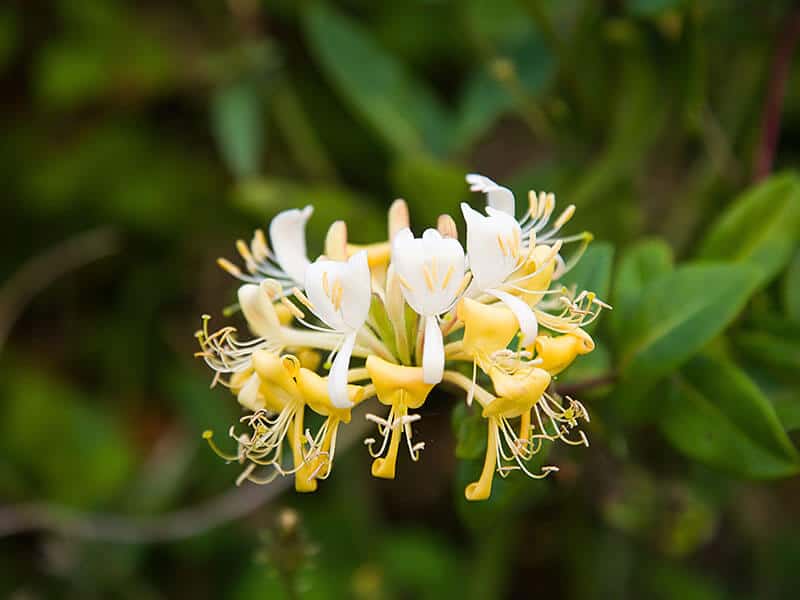 Honeysuckle Flower