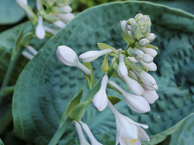 Hosta Plant