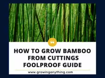 How To Grow Bamboo From Cuttings