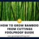 How To Grow Bamboo From Cuttings