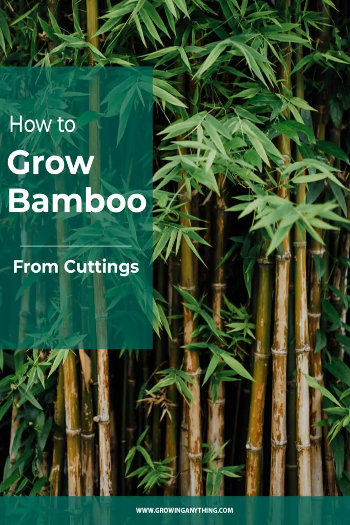 How to Grow Bamboo From Cuttings