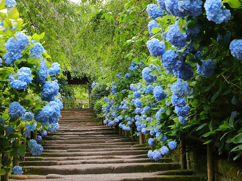 Hydrangea Meigetsuin