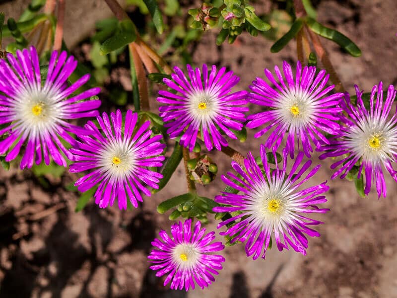 Ice Plant