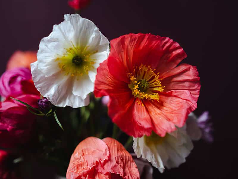 Iceland Poppy