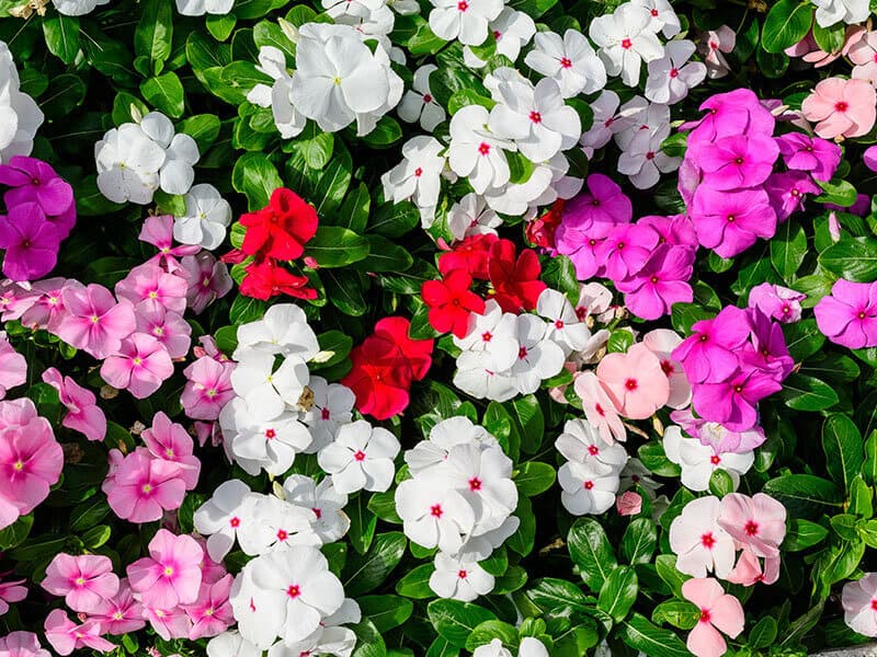 Impatiens Garden