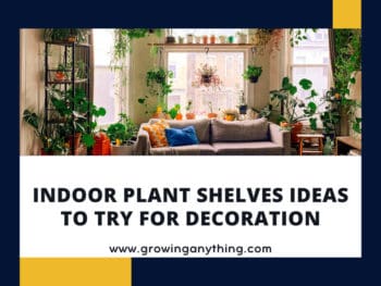 Indoor Plant Shelves Ideas