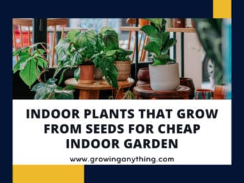 Indoor Plants That Grow From Seeds