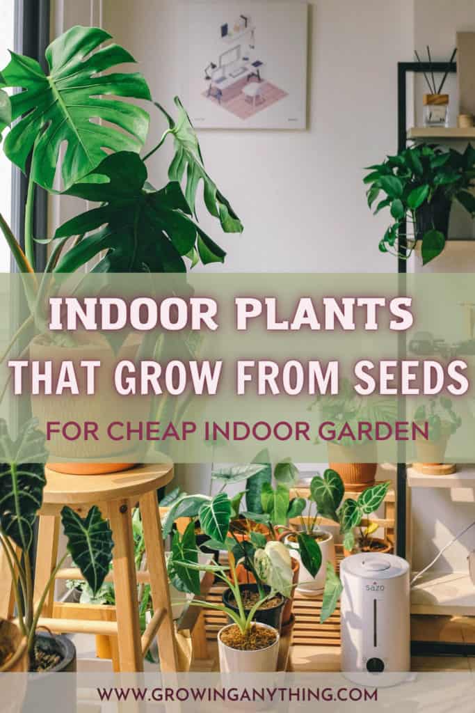 Indoor Plants That Grow From Seeds