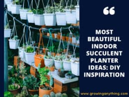 Indoor Succulent Planter Ideas