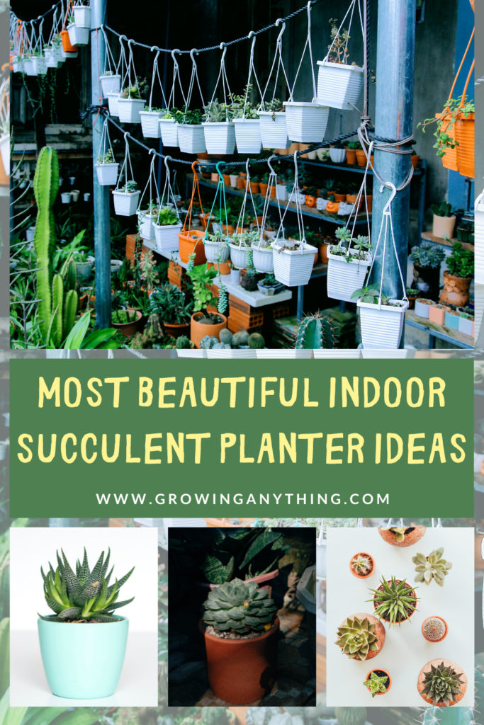 Indoor Succulent Planter Ideas