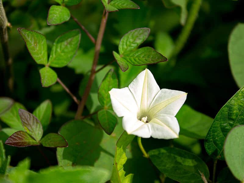 Ipomoea Alba