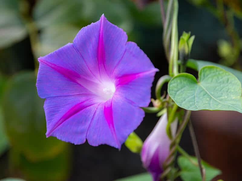 Ipomoea Purpurea