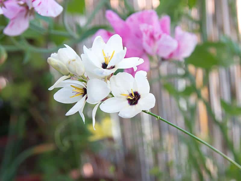 Ixia Harlequin