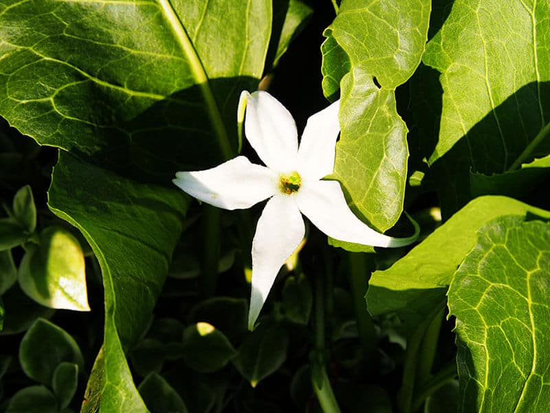 Jaborosa Integrifolia