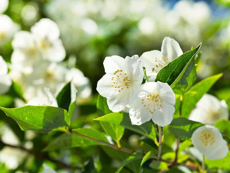 Jasmine Flowers