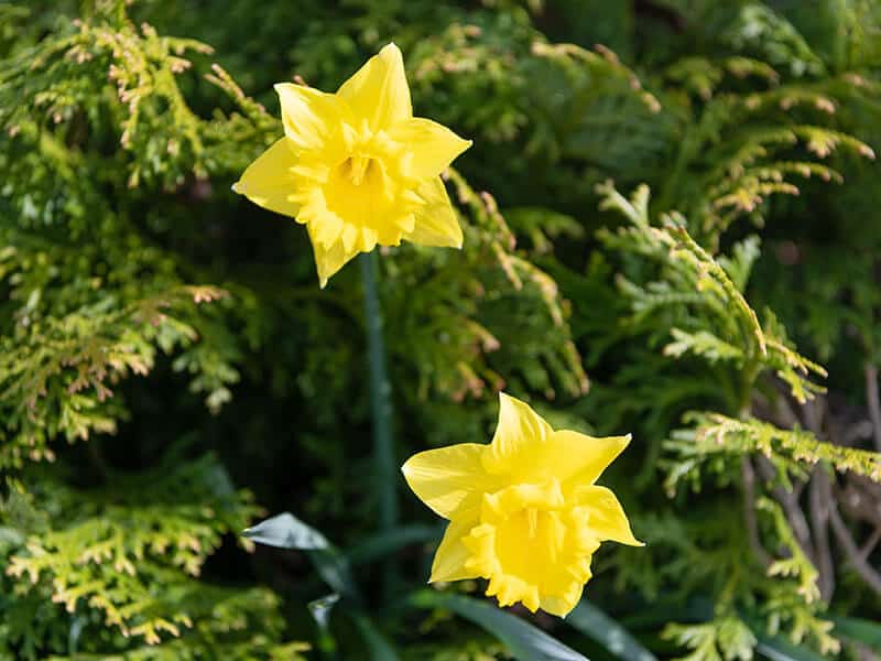 Jonquil Flowers