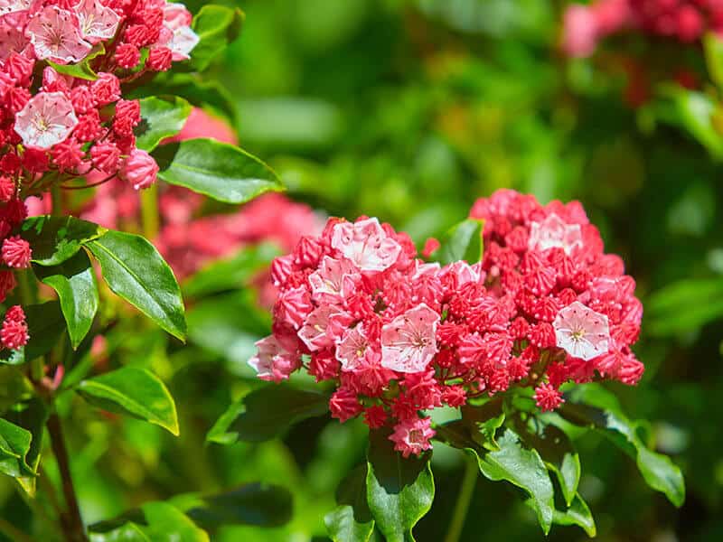 Kalmia Latifolia