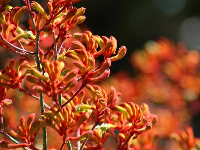 Kangaroo Paw