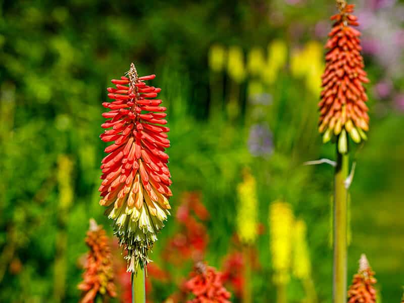 Kniphofia Garden