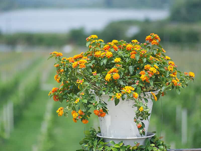 Lantana Camara