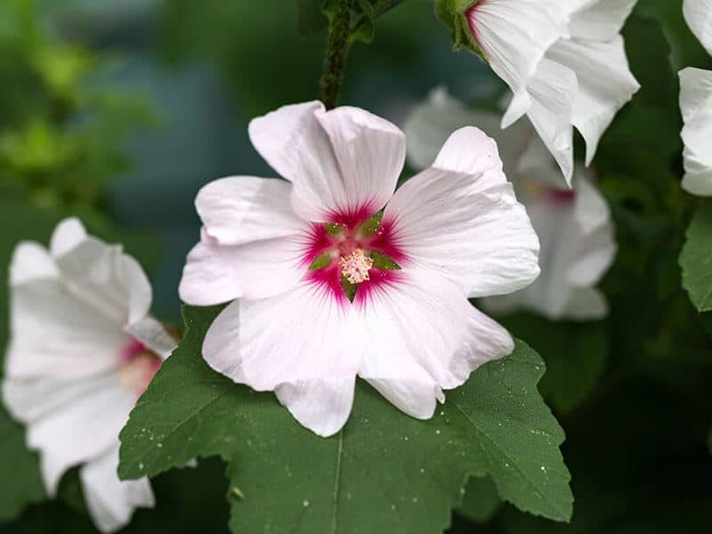 Lavatera Blushing