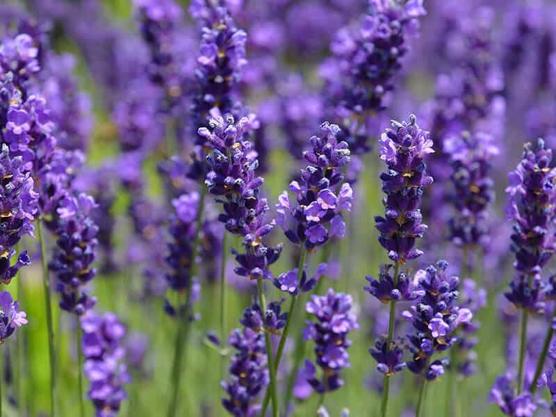 Lavender Flowers