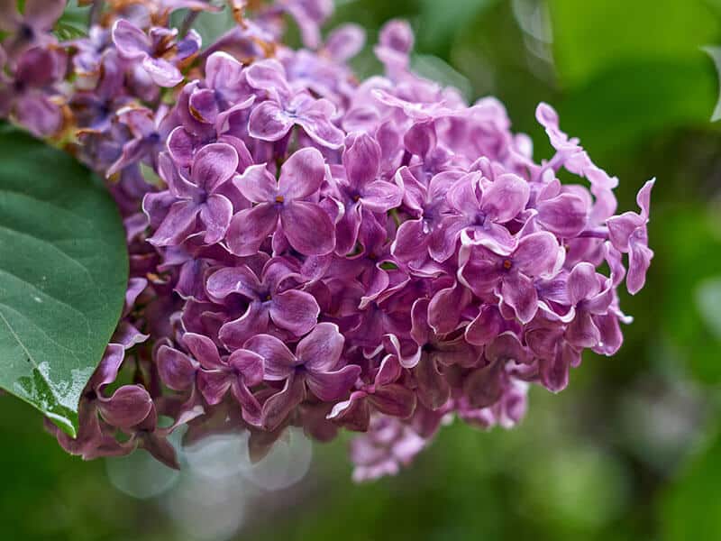 Lilac Flowers