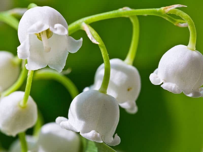 Lily Of The Valley