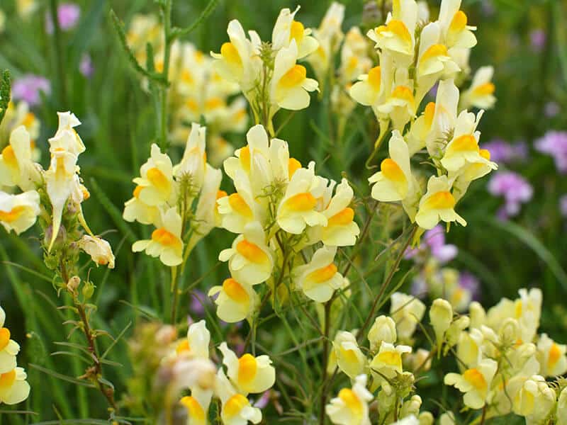 Linaria Vulgaris